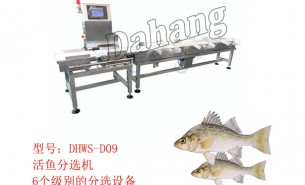 鱸魚(yú)分選機(jī):稱重自動(dòng)分揀海鱸魚(yú),珠海大航出品就是好