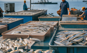 魷魚(yú)爪重量分選機(jī) 黑魚(yú)自動(dòng)稱(chēng)重分級(jí)機(jī) 活魚(yú)分選機(jī)