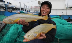 大黃魚(yú)分揀機(jī) 大黃魚(yú)分選機(jī)  大黃魚(yú)自動(dòng)稱重分揀機(jī) 大黃魚(yú)自動(dòng)稱重分選機(jī) 